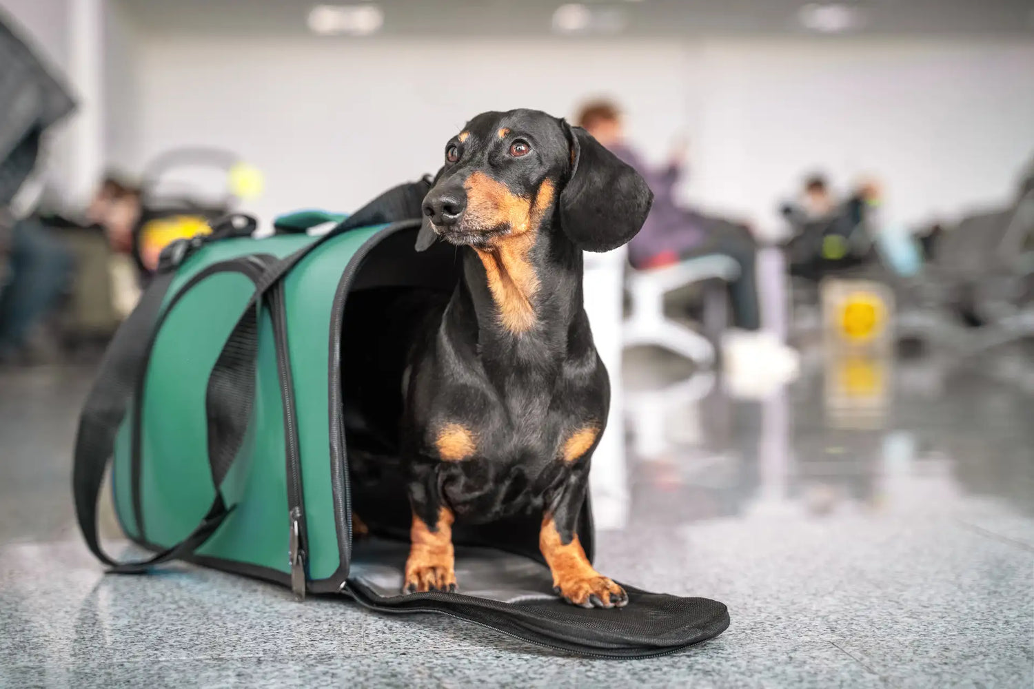Pet Carriers