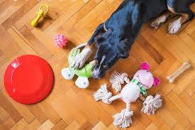 Pet Equipment