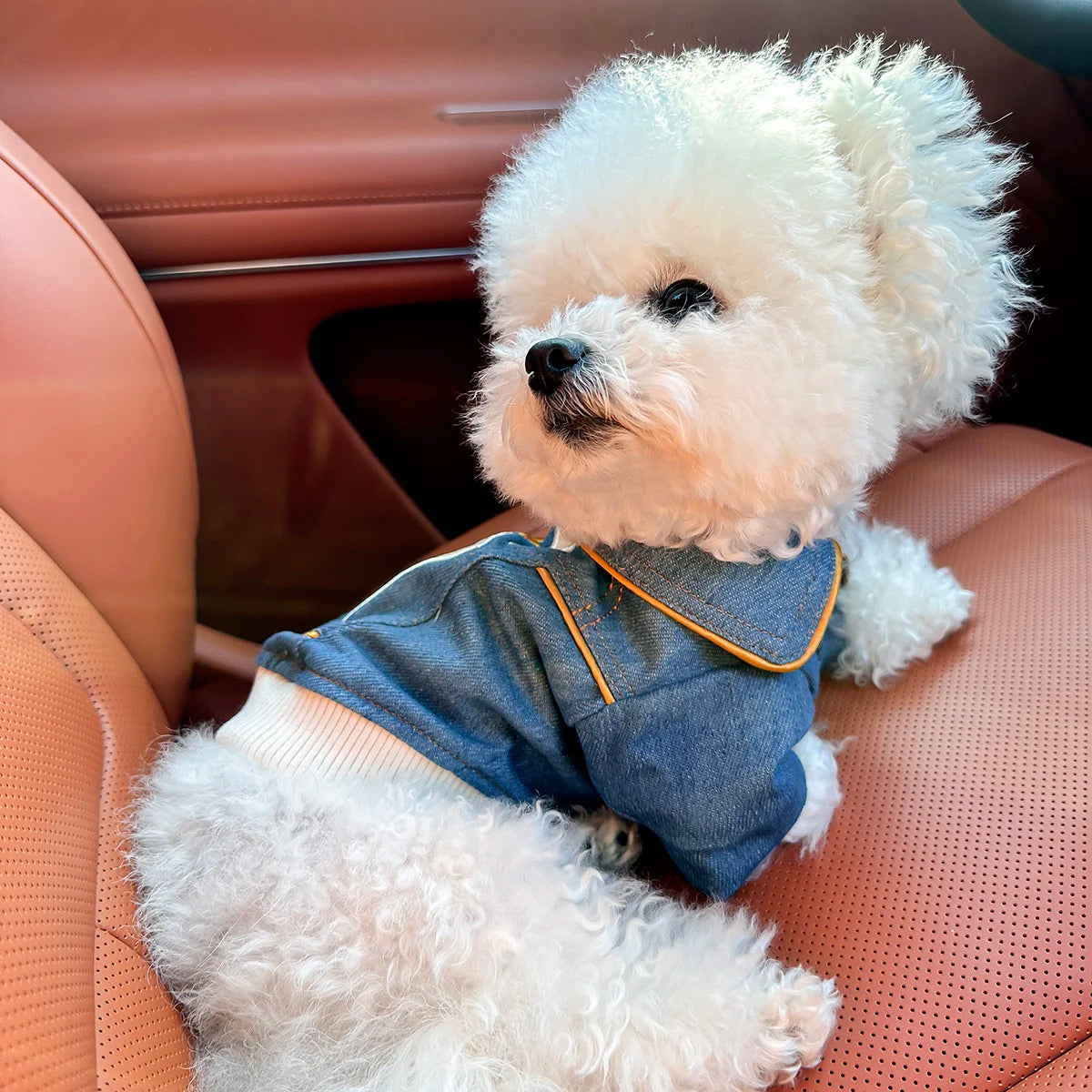 Rock Embroidery Blue Jacket Pet Clothes Dog Cat Spring Handsome Out Traction Clothes